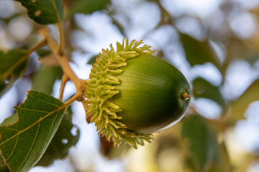 Nature's Details: Cork Oak Acorn.