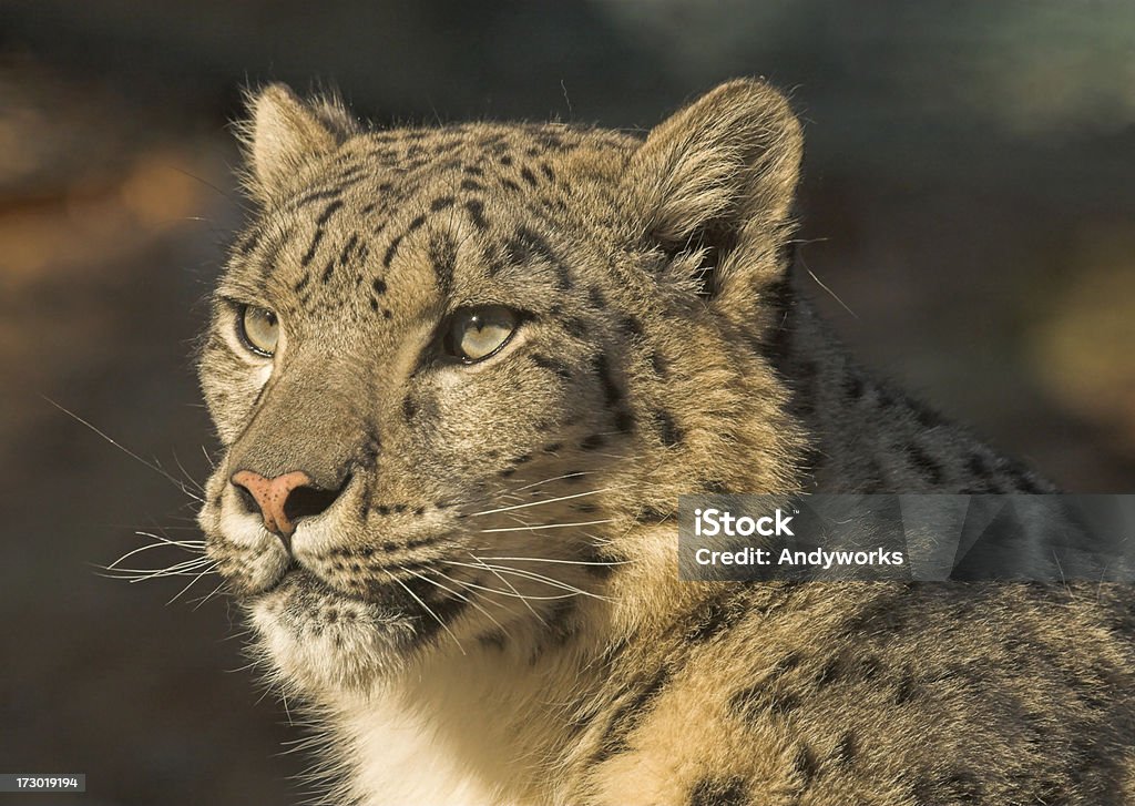 Snow Leopard - Lizenzfrei Bedrohte Tierart Stock-Foto