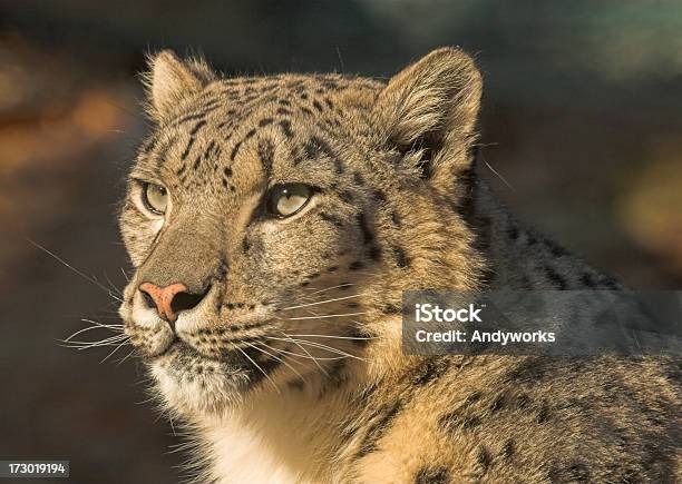 Snow Leopard Stockfoto und mehr Bilder von Bedrohte Tierart - Bedrohte Tierart, Beleuchtet, Fotografie