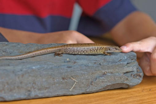 A child in background with a Northern Alligator Lizard perched on a rock.