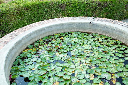 Big basin full of nymphea leaves, horizontal view