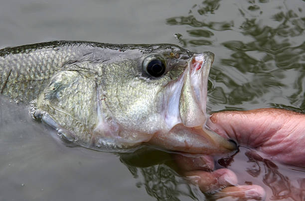 istock Large Mouth Bass 173019652