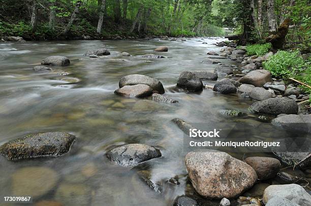 Creek Stock Photo - Download Image Now - Flowing, Flowing Water, Freshwater Fish