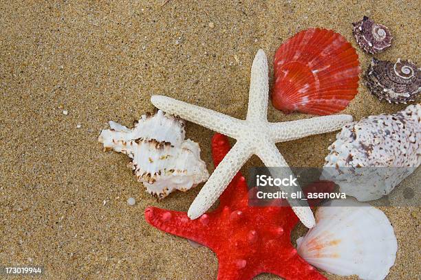 Foto de Estrela Do Mar E Conchas e mais fotos de stock de Amêijoa - Animal - Amêijoa - Animal, Animal, Areia