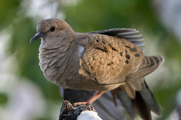 istock Wild Mourning dove stretches wing Denver Colorado 173020030