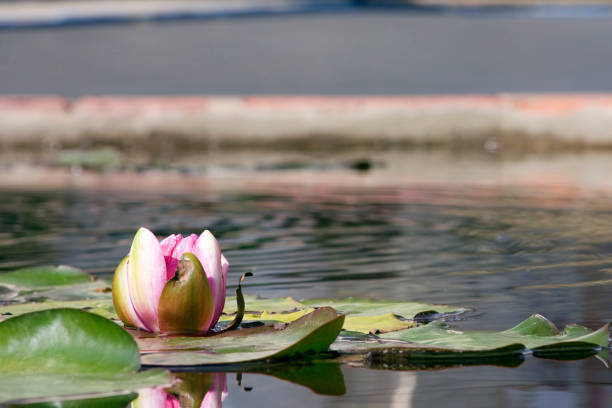 Budding Water Lily stock photo