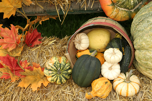 Autumn Harvest with gourds, pumpkins, and squash