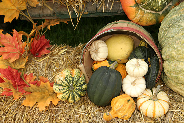 Pumpkins and gourds spilling out of a barrel in autumn Autumn Harvest with gourds, pumpkins, and squash gourd stock pictures, royalty-free photos & images