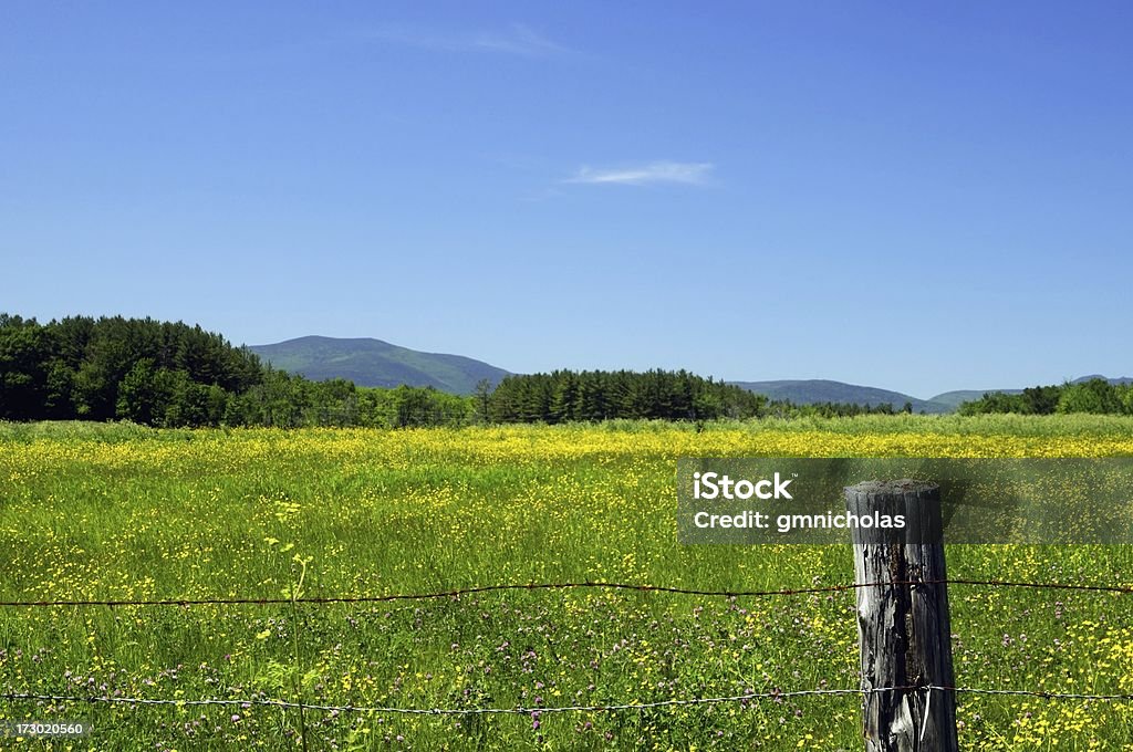 Field Berge und Wildblumen - Lizenzfrei Feld Stock-Foto