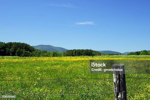 Field Berge Und Wildblumen Stockfoto und mehr Bilder von Feld - Feld, Wildblume, Frühling