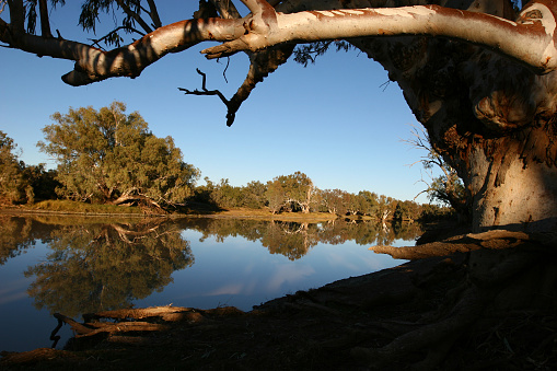 River reflections framed by gum treeFor more South Australian images please visit the lightbox below