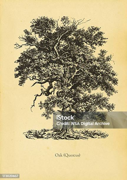 오크 나무 떡갈나무에 대한 스톡 벡터 아트 및 기타 이미지 - 떡갈나무, 골동품, 새긴 이미지