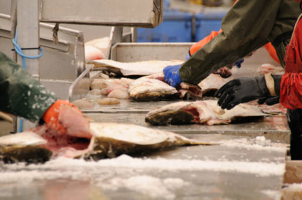 Fishermen processing halibut stock photo