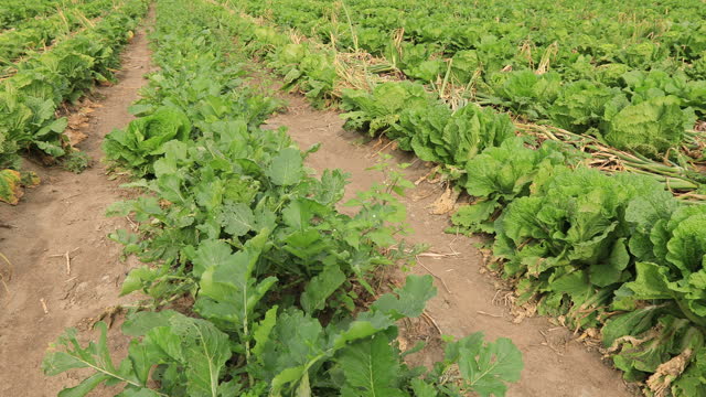 Green Chinese radish crops in growth at field