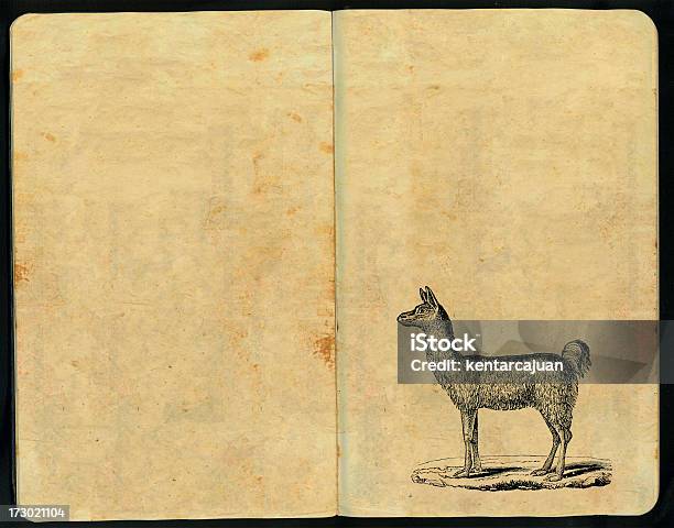 Lama Caderno De Esboços - Fotografias de stock e mais imagens de Acabado - Acabado, América Latina, Animal