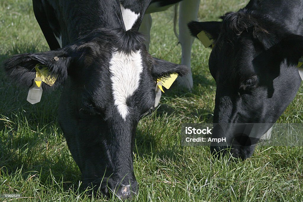 Dos vacas pastar - Foto de stock de Concept Does Not Exist libre de derechos
