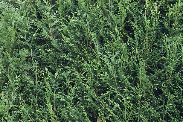 Evergreen Bush stock photo