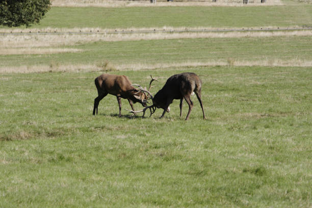 istock Two bachelor red deer stags meet in the middle 173021508