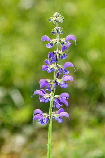 Blue Sage - Salvia Pratensis