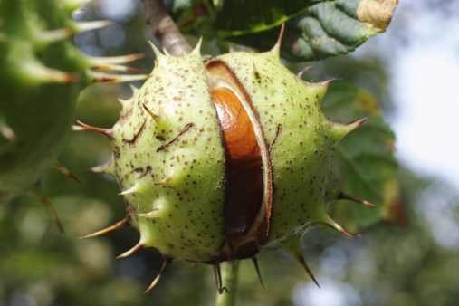 The fruit of a horse chestnut tree is the chestnut-coloured 'conker', which gave rise to the game of 'conkers' in the UK. A conker starts its life inside a prickly green casing, and here is an example as the seed case, still on the tree, has just split.