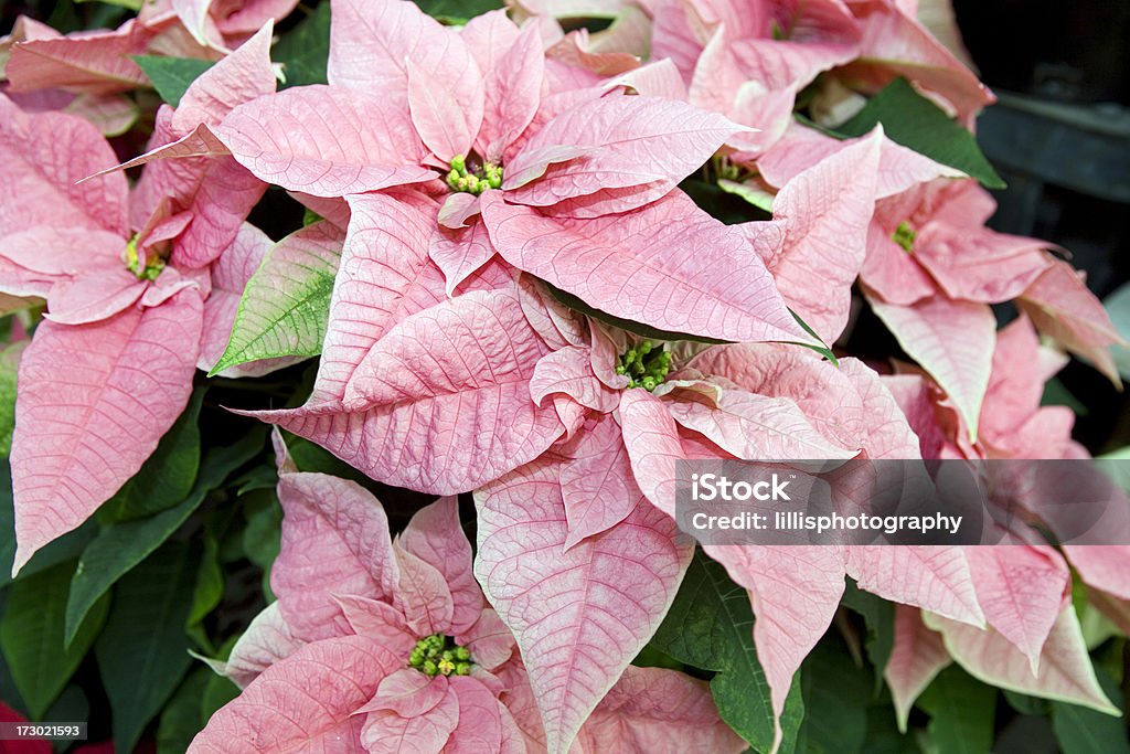 Poinsettias na święta - Zbiór zdjęć royalty-free (Bez ludzi)