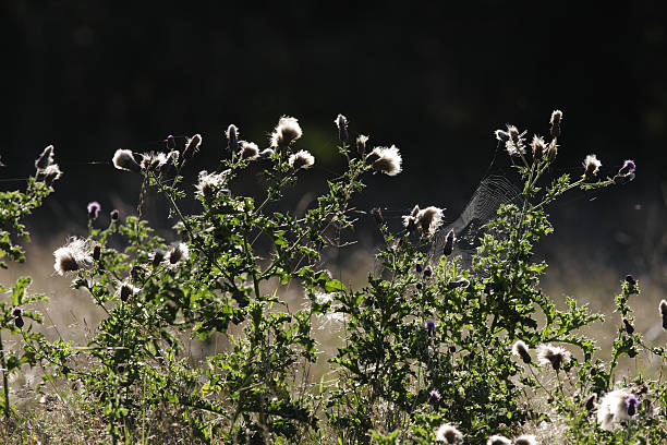 istock Thistledown seeds and spider webs are like silk 173021661