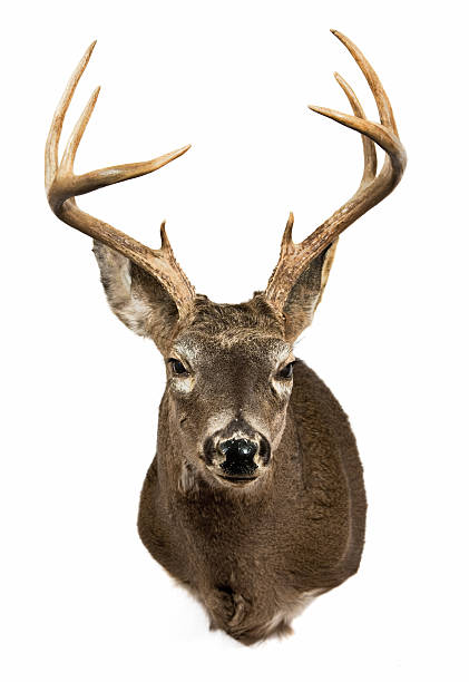 tête de cerf - antler stag deer trophy photos et images de collection