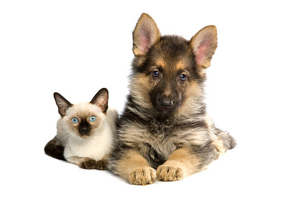 two buddies siames cat ( two months ) guard dog photos stock pictures, royalty-free photos & images