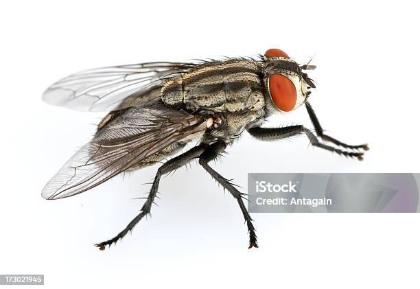 Mosca - Fotografias de stock e mais imagens de Mosca doméstica - Mosca doméstica, Animal, Asa de animal