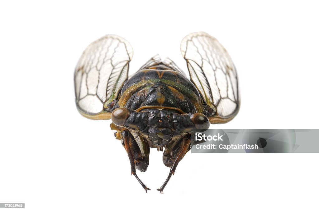 Locust - Foto de stock de Animal libre de derechos