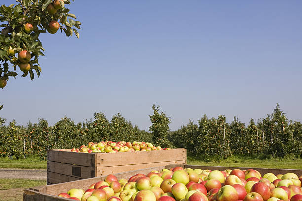 istock Harvest time - orchard # 44 XL 173022051