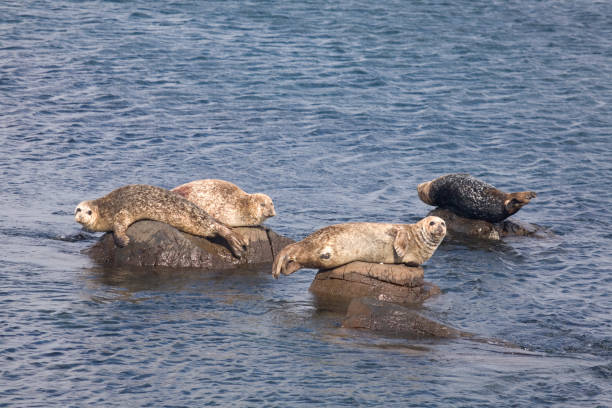 Atlantic seals stock photo