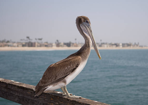 Pelican on the Pier in Seal Beach stock photo