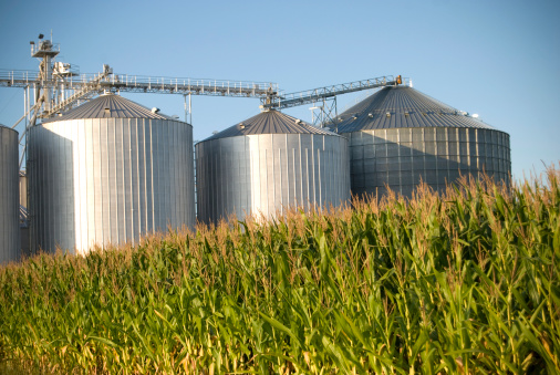 Grain bins and cornfield in late August.More photos of cornfields here: