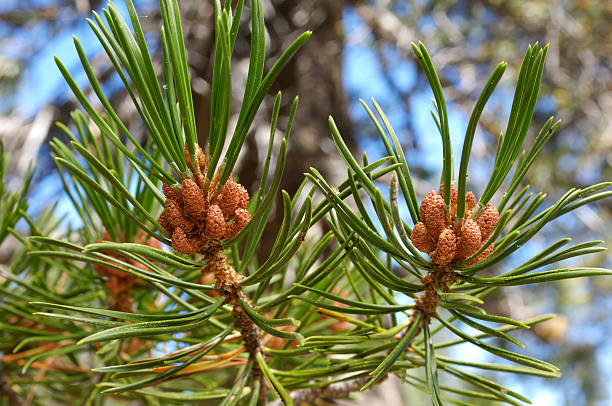 Close-up of Pine Needles