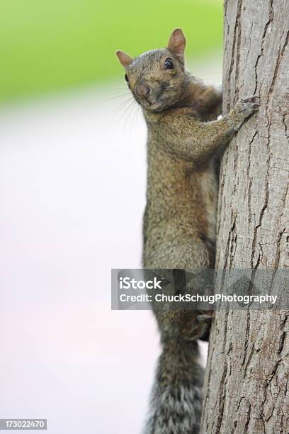 Ardilla Gris Occidental Sciuridae Griseus Escalada Foto de stock y más banco de imágenes de Ardilla - Ardilla, Taxidermia, Actividad inmóvil general