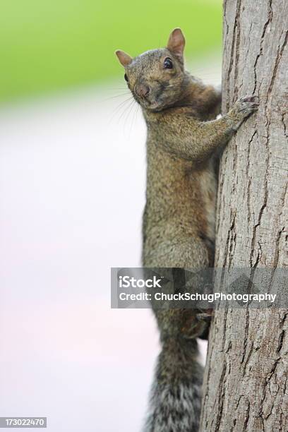 Western Gray Squirrel Wiewiórkowate Griseus Wspinaczka - zdjęcia stockowe i więcej obrazów Taksydermia