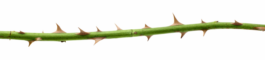 Thorn stipe isolated on a white background