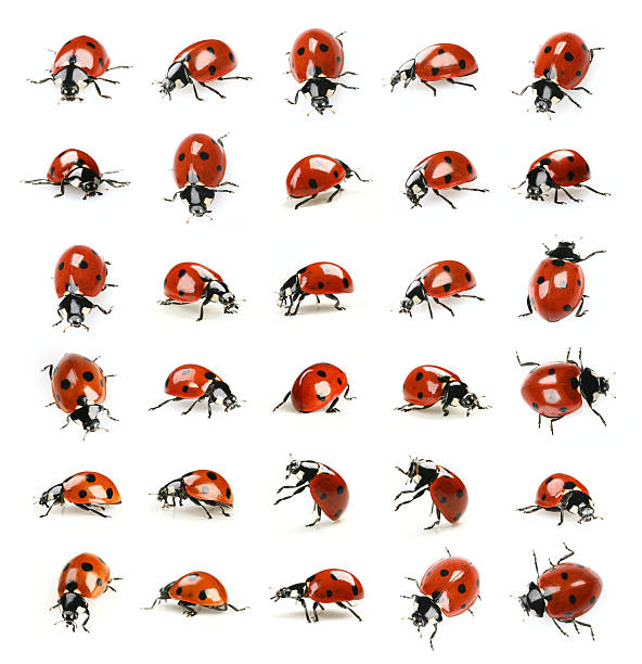 treinta ladybugs - mariquita fotografías e imágenes de stock