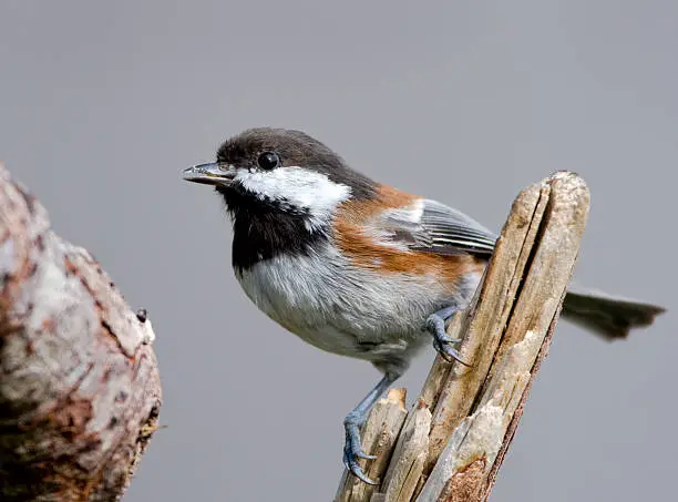 Chestnut-backed Chickadee