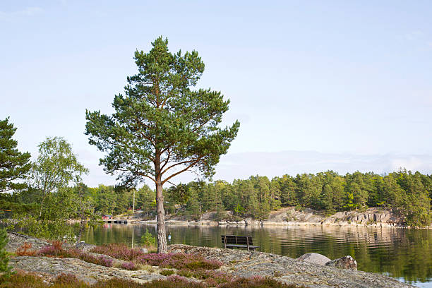 Pine and heather growing on a cliff by the water. See also my LB: