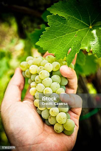 Uva Blanca Foto de stock y más banco de imágenes de Agarrar - Agarrar, Agricultura, Bodega de vino