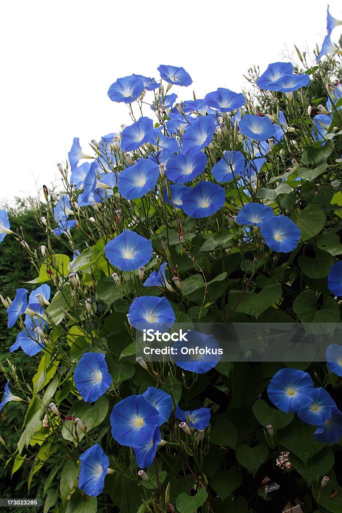 Morning glory, Ipomoea tricolor 'Heavenly Blue' Back Lit Stock Photo