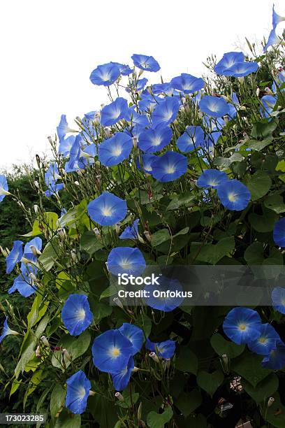 Morning Glory Ipomoea Tricolor Heavenly Blue Stock Photo - Download Image Now - Back Lit, Blue, Close-up