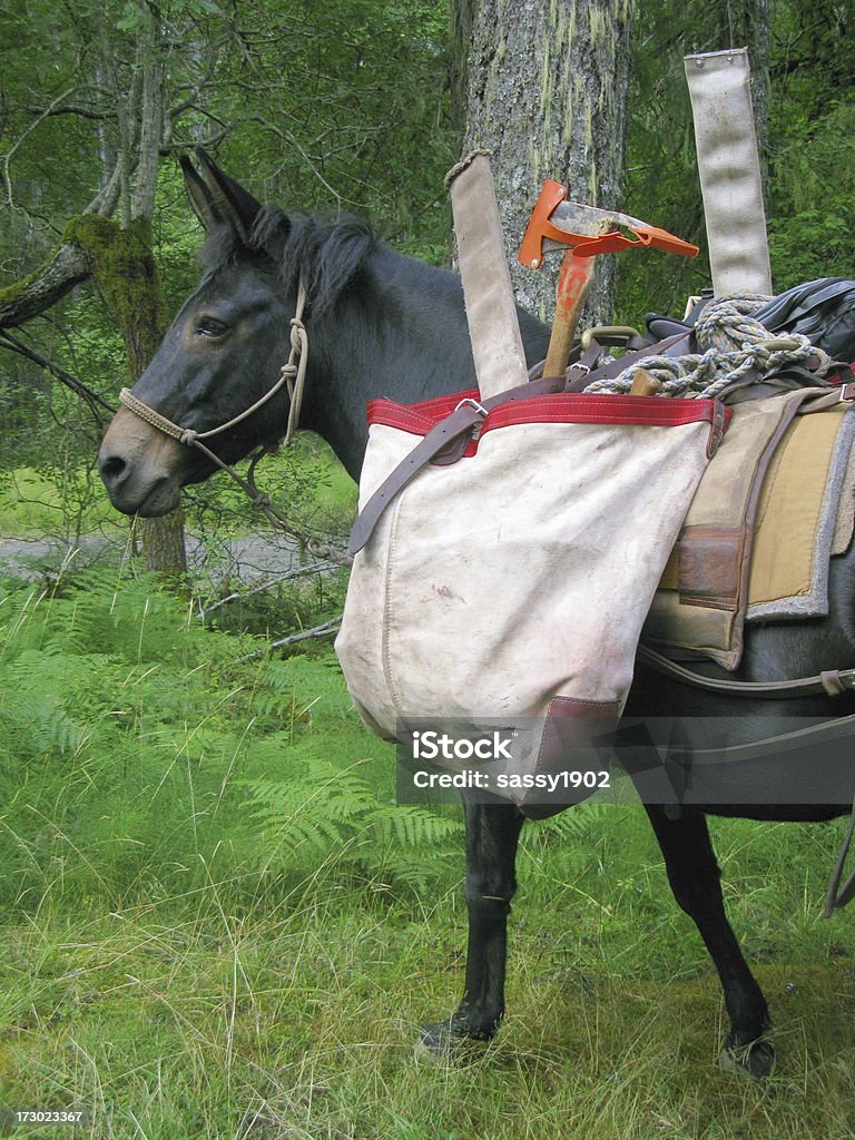 Mulo confezionato Asino cavallo - Foto stock royalty-free di Ambientazione esterna