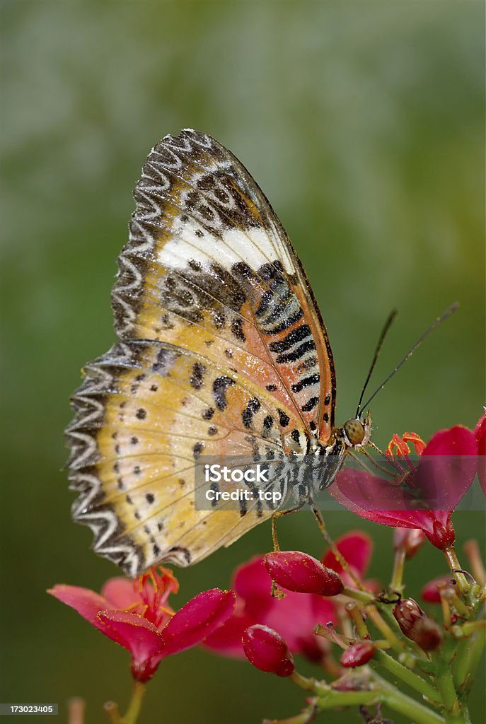 Leopardo Lacewing (Cethosia cyane) na Tailândia - Foto de stock de Borboleta royalty-free