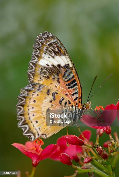 Foto de Leopardo Lacewing Na Tailândia e mais fotos de stock de Borboleta - Borboleta, Agarrar, Alimentar