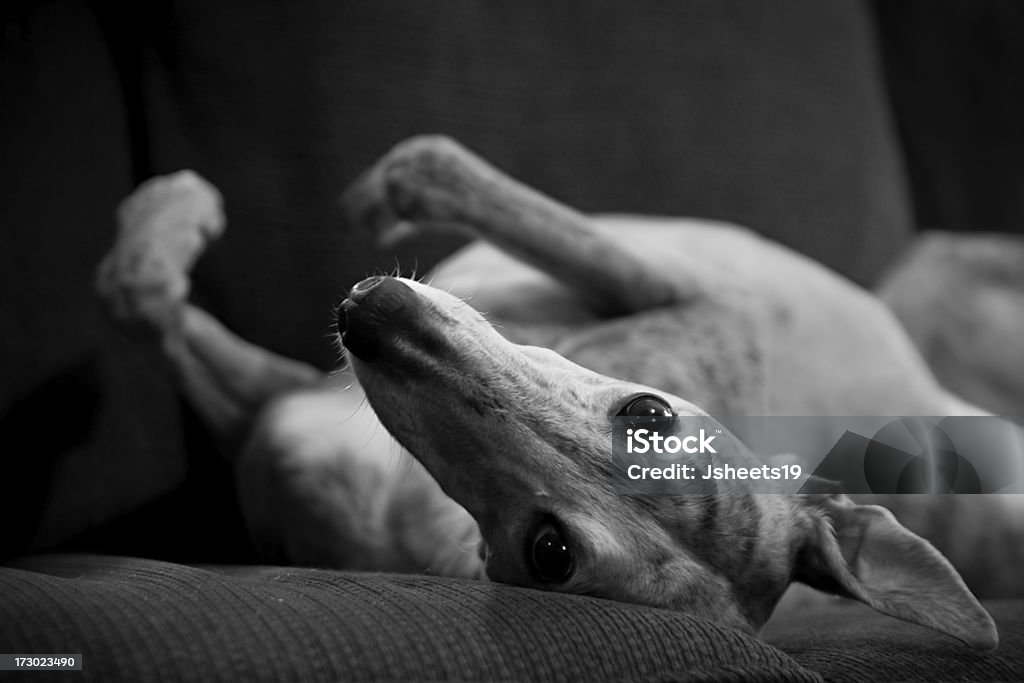 Jubilados Greyhound - Foto de stock de Galgo inglés libre de derechos