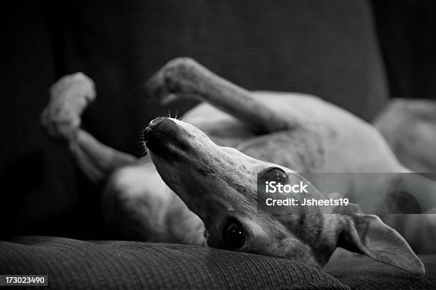 Jubilados Greyhound Foto de stock y más banco de imágenes de Galgo inglés - Galgo inglés, Acostado, Al revés - Posición descriptiva