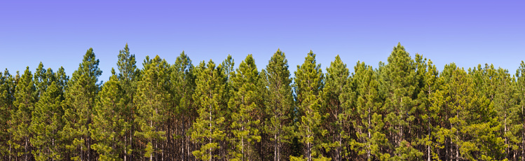 23594 x 7248. An ultra-high resolution stitched panorama of a pine plantation.
